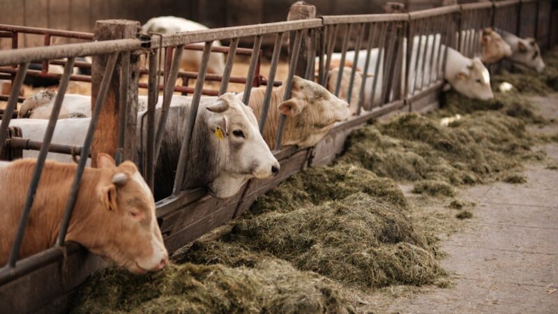 a group of cows eating hay in a pen