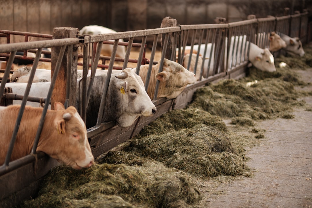 a group of cows eating hay in a pen