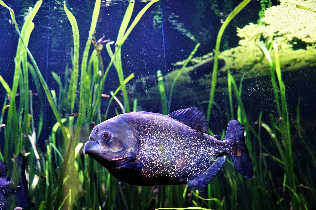 Brown Algae in a New Aquarium: What It Is and How to Fix It