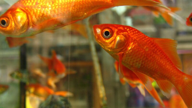 goldfish, fish, fishbowl, water, orange, aquarium, swimming, nature, underwater, animal, aquatic, color, colorful, tank, pet,