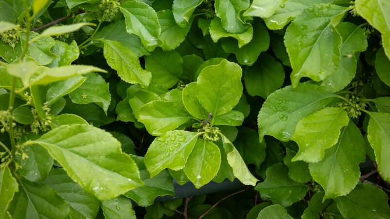 Bucephalandra vs Anubias Petite Comparison Guide