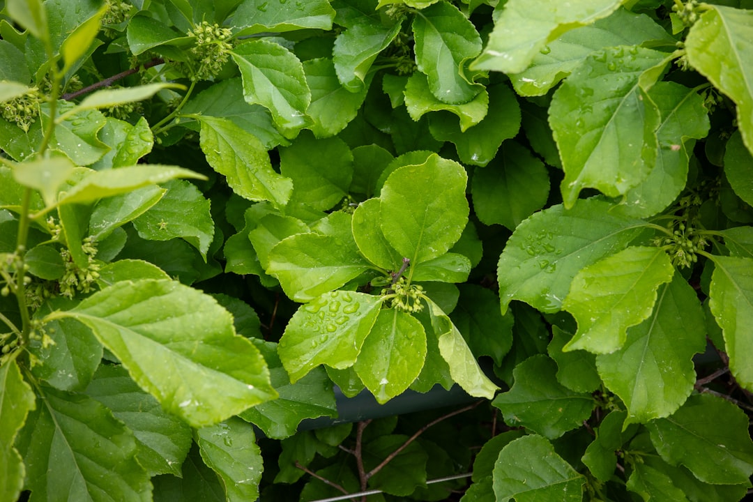 Bucephalandra vs Anubias Petite Comparison Guide