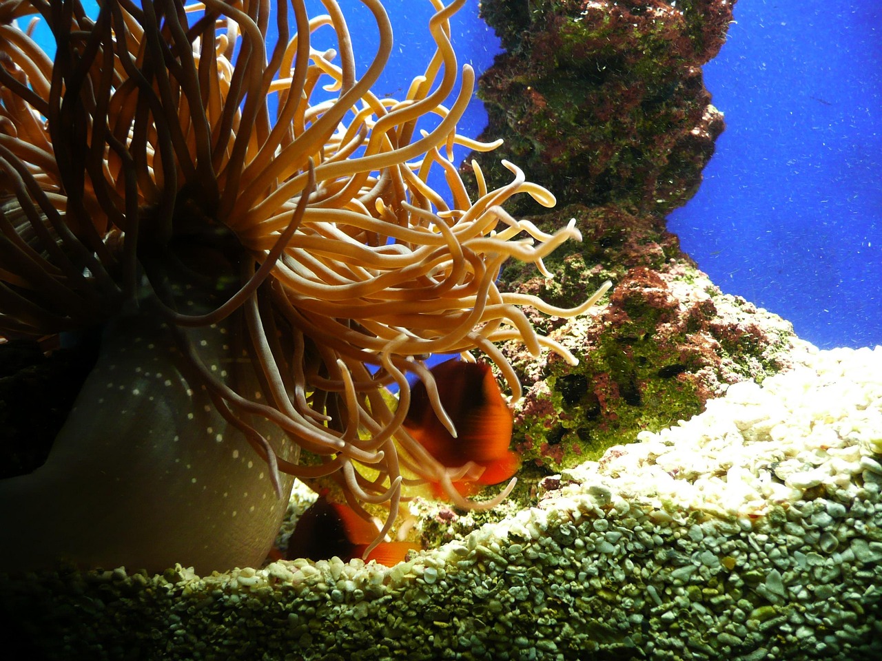 Bucephalandra Brownie Ghost Care Guide