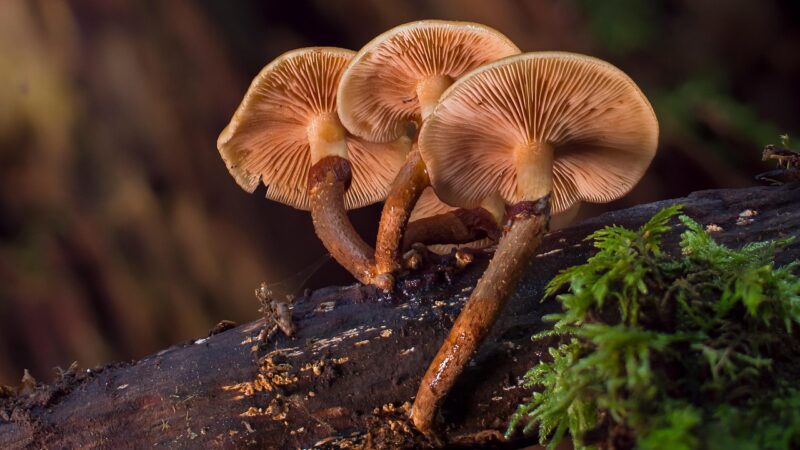 mushroom, mushrooms, sponge, disc fungus, agaric, fall, tree trunk, mushroom collection, wood fungus, screen fungus, mushroom