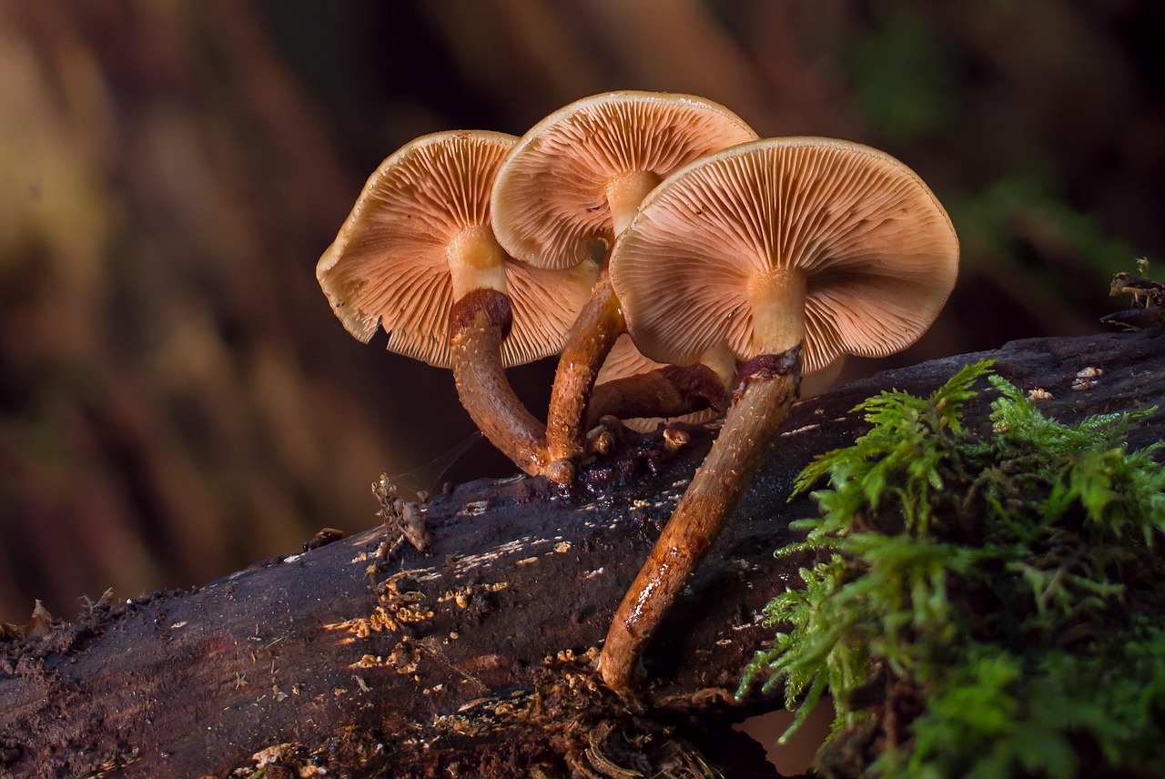 mushroom, mushrooms, sponge, disc fungus, agaric, fall, tree trunk, mushroom collection, wood fungus, screen fungus, mushroom