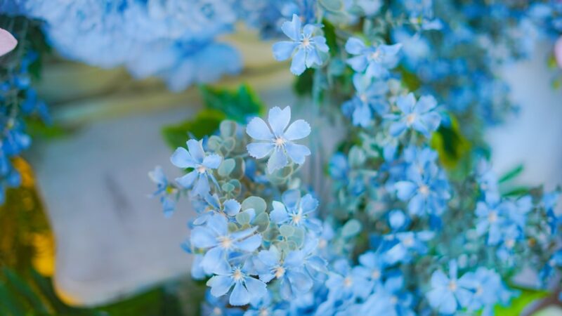 Bucephalandra Shine Blue Care Guide: Iridescent Blue Shimmer