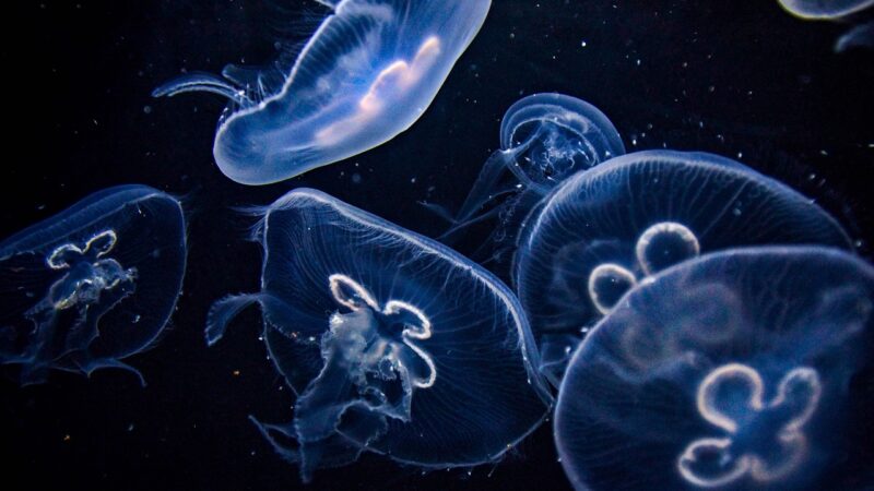 medusa, aquarium, free background, wallpaper 4k, wallpaper hd, beautiful wallpaper, free wallpaper, laptop wallpaper, hd wall