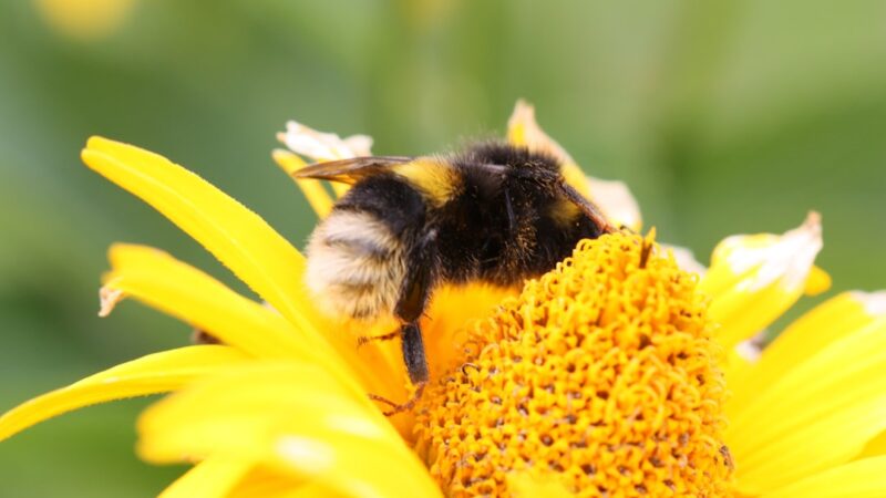 Bumblebee Goby Care Guide: The Bold Little Brackish Fish