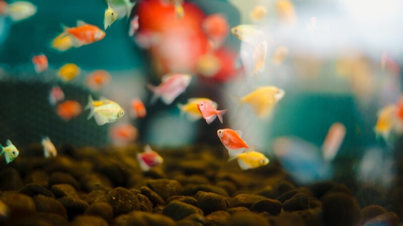 Calcium Reactor vs Two-Part Dosing: Which Is Right for Your Reef