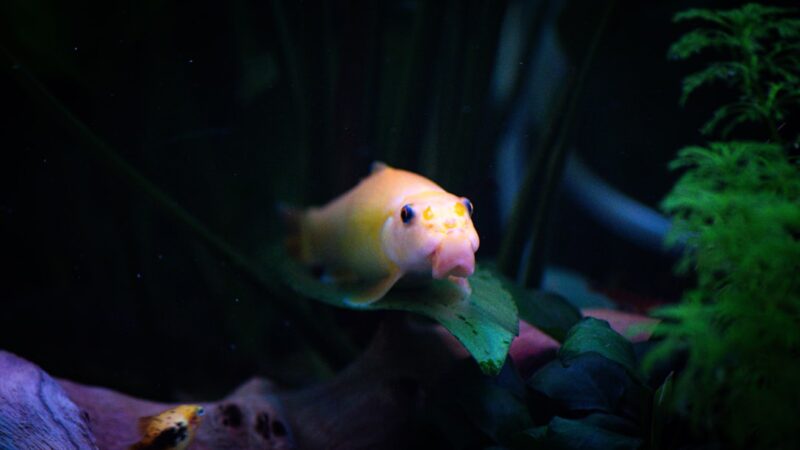 Cameroon Stream Biotope Aquascape