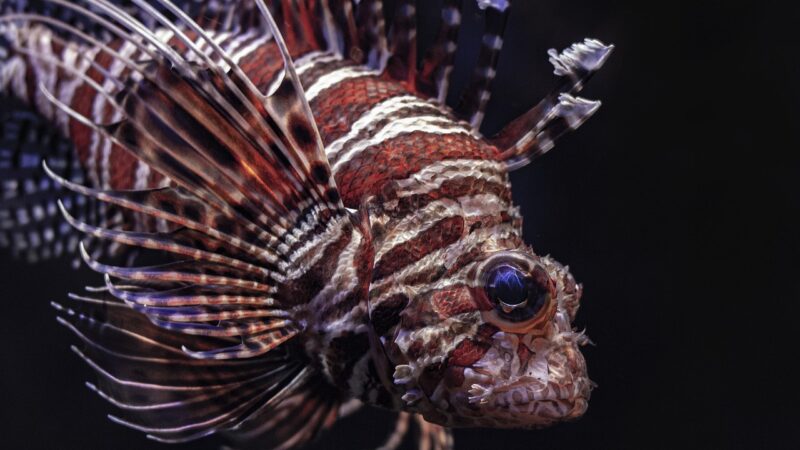 lionfish, fish, sea, underwater, aquarius, coral, zodiac, capricorn, aquarium, nature, colorful, diving, water, exotic, ocean