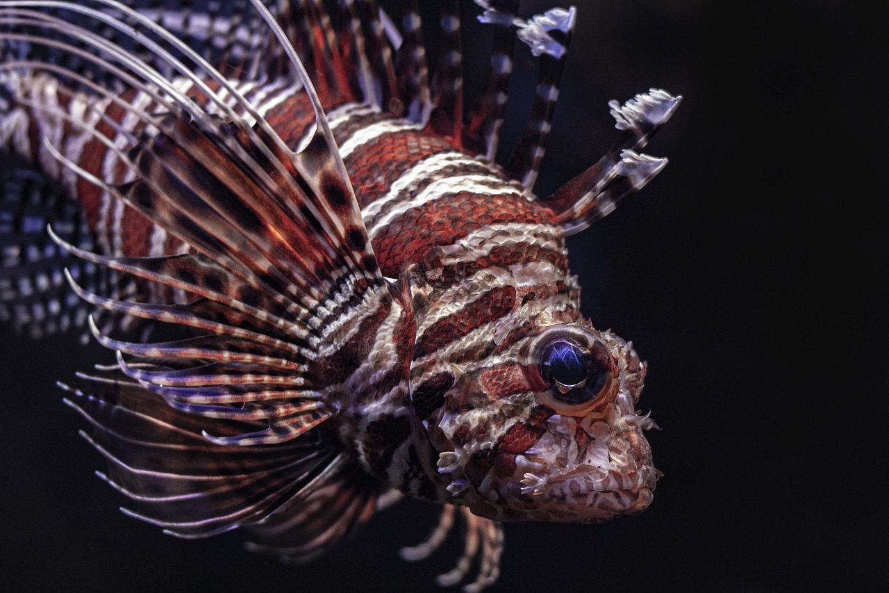 lionfish, fish, sea, underwater, aquarius, coral, zodiac, capricorn, aquarium, nature, colorful, diving, water, exotic, ocean