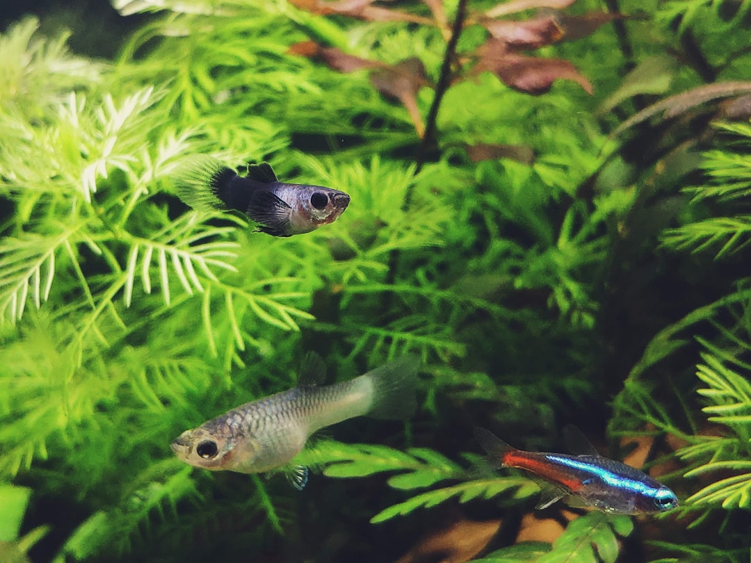 Cardinal Tetra vs Neon Tetra