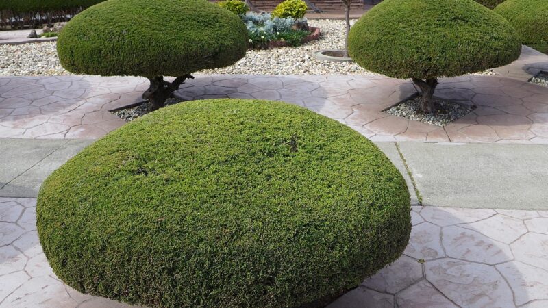 trees, trimmed, shaped, manicured, gardening, trimming, pruning, outdoor, nature, trimming, pruning, pruning, pruning, prunin