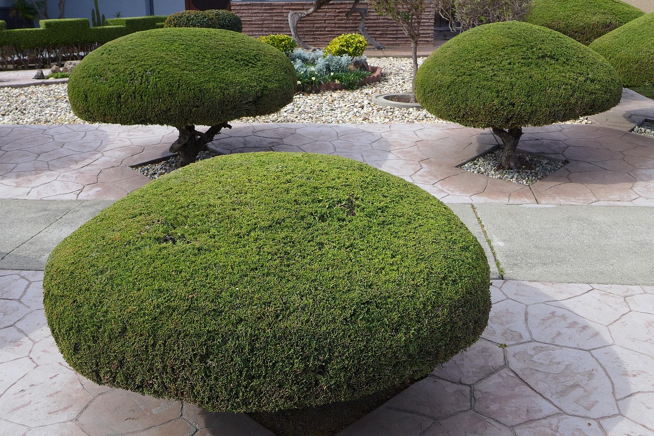 trees, trimmed, shaped, manicured, gardening, trimming, pruning, outdoor, nature, trimming, pruning, pruning, pruning, prunin
