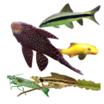 Algae Eaters