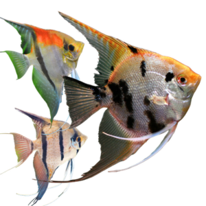 Angelfish