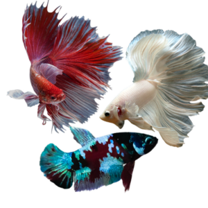 Betta Fish