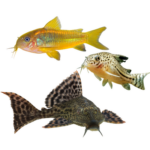 Bottom Feeders
