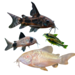 Corydoras Cory