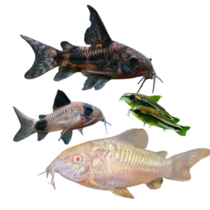 Corydoras Cory