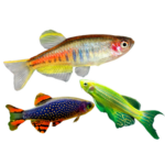 Danios