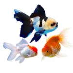 Goldfish