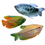 Gourami