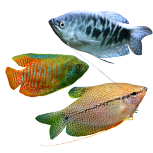 Gourami