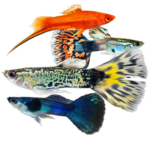 Guppies