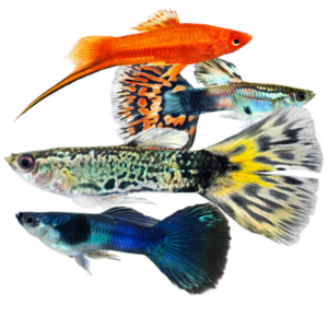 Guppies