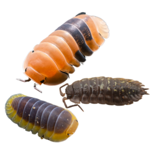 Isopods
