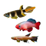 Killifish