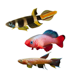 Killifish