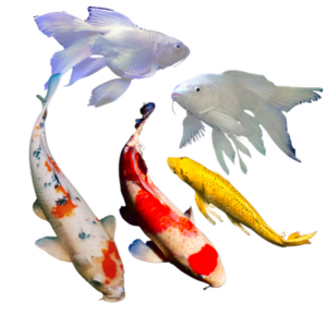 Koi Fish