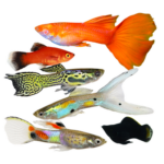 Livebearers