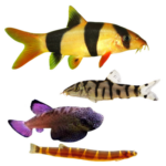 Loaches