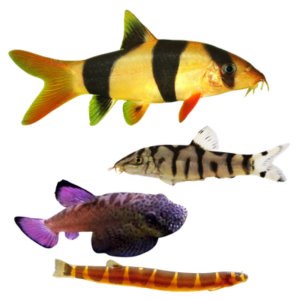 Loaches