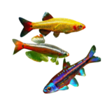Minnows