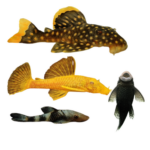 Plecos