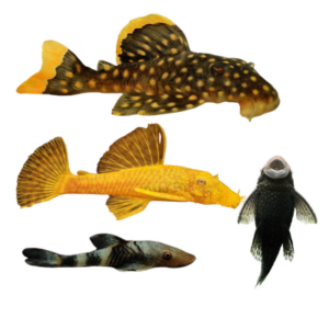 Plecos