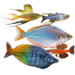 Rainbowfish