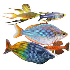 Rainbowfish