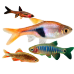 Rasboras