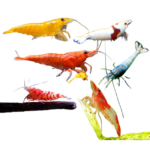Shrimp