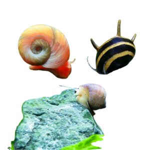 Snails