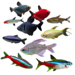 Tetra Fish