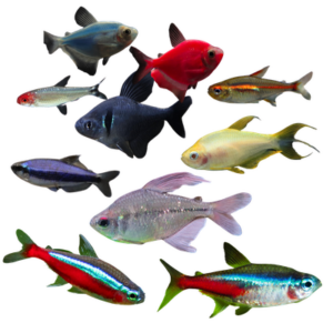 Tetra Fish