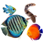 Tropical Fish
