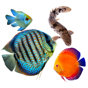 Tropical Fish